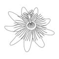 Isolated hand drawn black outline monochrome flower of passionflower,passiflora on white background. Print of curve lines. Page of Royalty Free Stock Photo