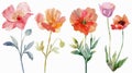 Isolated hand drawn flower design elements on a white background. Watercolor painting. Royalty Free Stock Photo