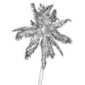 Isolated hand drawn illustration of coconut tree, realistic palm tree vector