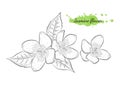 Isolated hand drawn vector illustration of jasmine flower Royalty Free Stock Photo