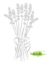 Isolated hand drawn vector illustration of lavender