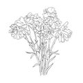 isolated hand drawn wither spray carnation flower on white background, floral vector illustration