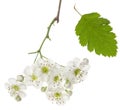 Isolated hawthorn flower. Whitethorn spring flowers bunch on branch and one green leaf on white background. Herbal medicine plant Royalty Free Stock Photo