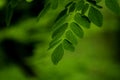 Isolated HD Natural Moringa leaves in the Garden