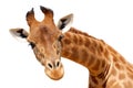 Isolated head giraffe