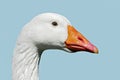 Isolated head of goose Royalty Free Stock Photo