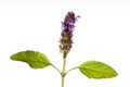 Isolated Heal All - Prunella vulgaris