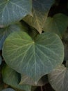 Isolated heart shaped leaf of Common ivy Royalty Free Stock Photo