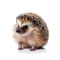 Isolated Hedgehog on white Background. AI