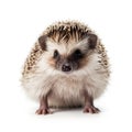 Isolated Hedgehog on white Background. AI