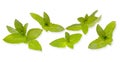 Horizontal fresh mint leaves banner on white background Royalty Free Stock Photo