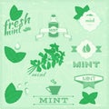 Isolated herbs, mint vector leaves