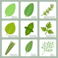 Isolated herbs icons set