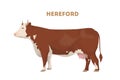 Isolated hereford cow. Royalty Free Stock Photo