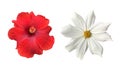 Isolated hibiscus or chinese rose flower and cosmos flower