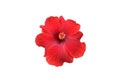 Isolated hibiscus or chinese rose flower