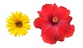 Isolated hibiscus or chinese rose flower and cosmos flower
