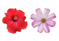 Isolated hibiscus or chinese rose flower and cosmos flower