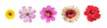 Isolated hibiscus or chinese rose flower, sunflower, gerbera flower and cosmos flower