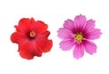 Isolated hibiscus or chinese rose flower, sunflower, gerbera flower and cosmos flower