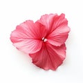 Isolated Hibiscus Flower In Trompe-l\'oeil Style On White Background