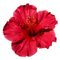 Isolated hibiscus flower on a white background from top view. Creative flower design