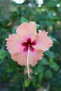 Isolated Hibiscus with soft peach and red colours