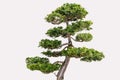 Isolated Hikoni Cypress Bansai on White Background Royalty Free Stock Photo