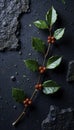 Isolated holly branch on a darkened stone wall, stone wall, icy surface Royalty Free Stock Photo