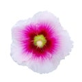 Isolated hollyhock flower Royalty Free Stock Photo