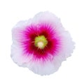 Isolated hollyhock flower