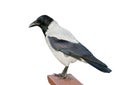 Isolated Hooded Crow Royalty Free Stock Photo