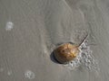 Horseshoe Crab and Bubbles in the Sand