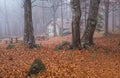 Isolated house in the beeches forest in Autumn. Royalty Free Stock Photo