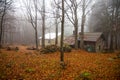 Isolated house in the beeches forest in Autumn. Royalty Free Stock Photo