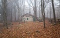 Isolated house in the beeches forest. Royalty Free Stock Photo