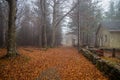 Isolated house in the beeches forest in Autumn. Royalty Free Stock Photo