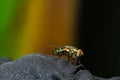 Isolated housefly sitting on a piece of damp black cloth