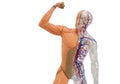 Isolated human anatomy model.