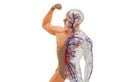 Isolated human anatomy model.