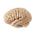 Isolated human brain image on white, capturing its realistic details and anatomical complexity Royalty Free Stock Photo