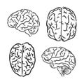 Isolated human brain sketch - illustration. human brain vector sketch Royalty Free Stock Photo