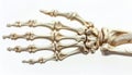 Isolated Human Hand Skeleton on White Background Bone Structure Anatomy Illustration Royalty Free Stock Photo