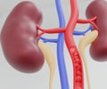 human kidney or renal capsule and red blood cells Royalty Free Stock Photo