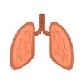 Isolated human lungs