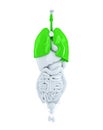 Isolated human organs focused on lungs. 3d illustration. Contains clipping path