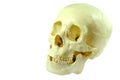 Isolated Human Skull