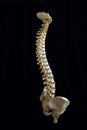 Isolated human spine.