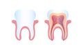 Isolated Human White Healthy Tooth. The Structure of Molar in a Colored Cartoon Flat Style. Illustration for Study, Education for Royalty Free Stock Photo