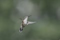 Isolated Hummingbird in Flight Royalty Free Stock Photo